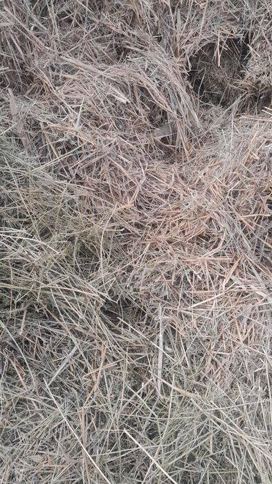 Продам сено люцерна