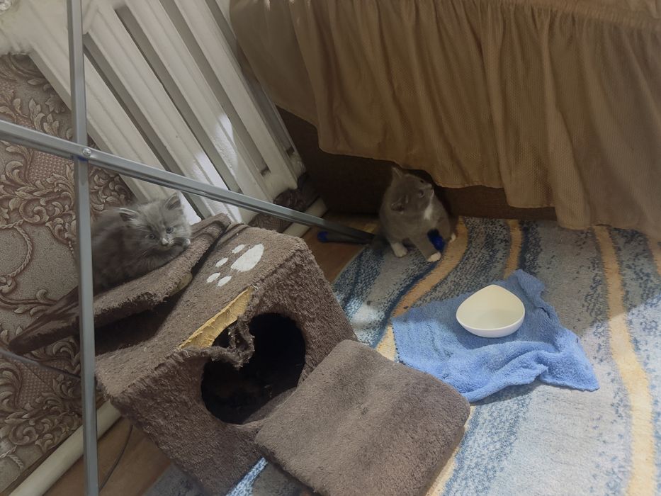 Отдам красивых шустрых котят