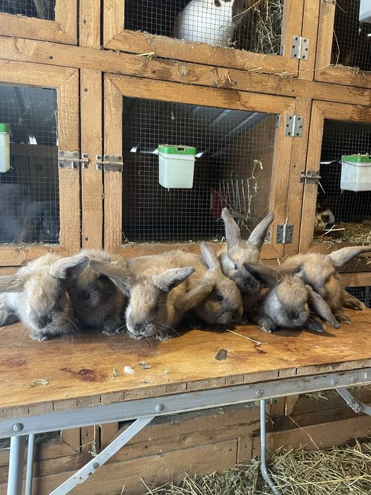 Pui berbec german touring