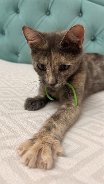 Котенок ищет дом! Срочно!
