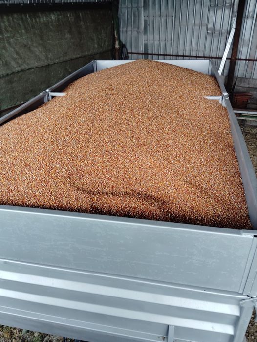 Porumb rosu furajer - 1.2 lei kg