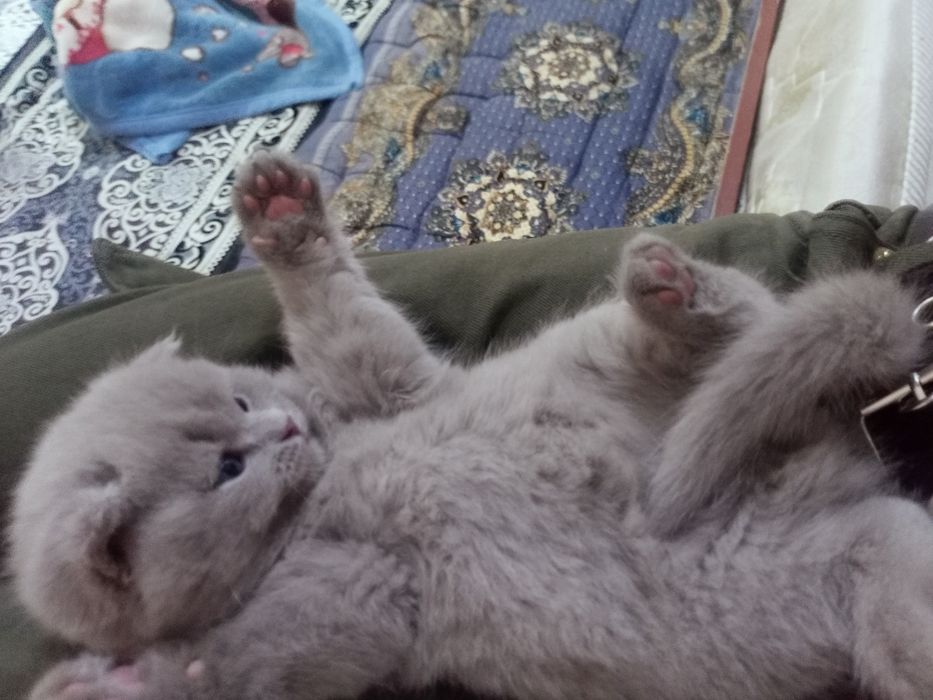 Продается породистый котенок Скотиш Фолд