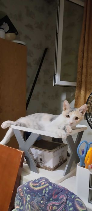 Подарю очаровашка котёнка
