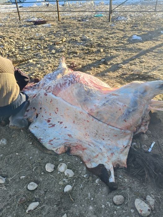 Ет, согым,соғым,жылкынын ети