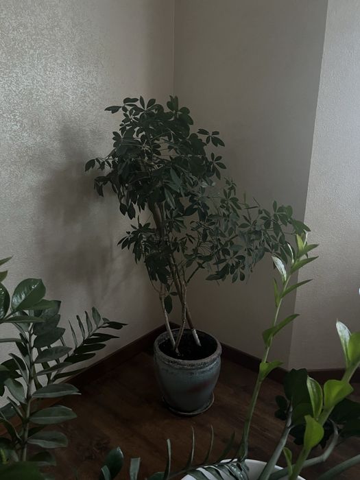 Цветок с горшком срочно