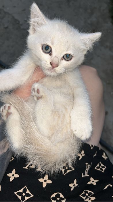 Отдам котят даром