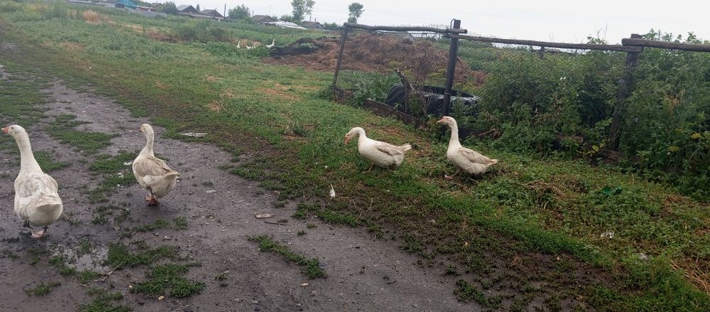 Продам три гуся.