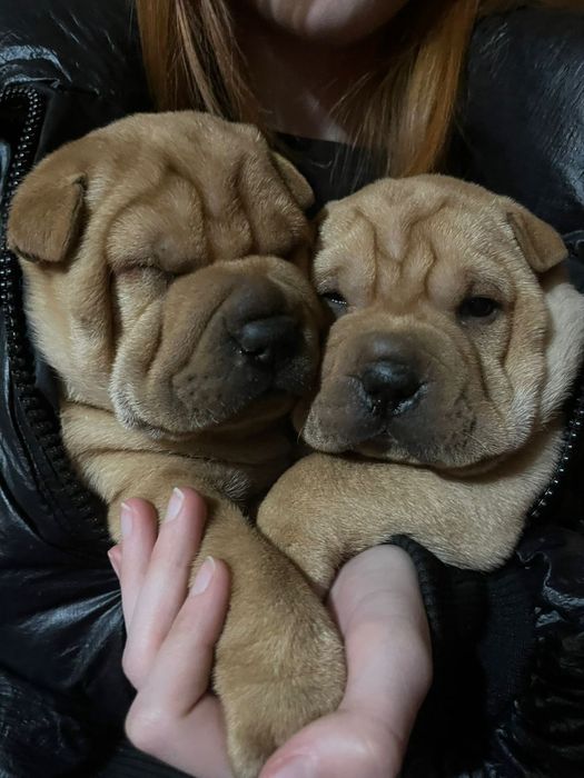 Щенки американского шарпея