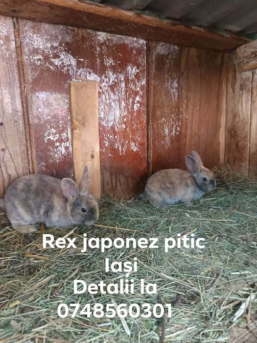 Iepurași cap de leu pitic disponibil uriaș german californian Rex japonez pitic detalii doar la  Nr afișat pe poze