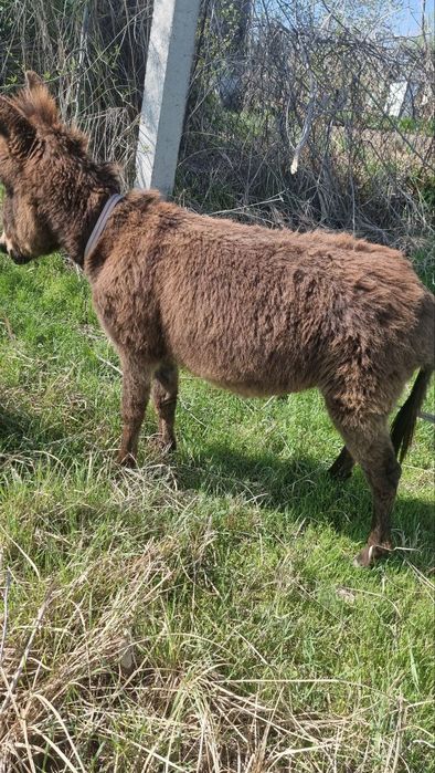 Kavkaz chechen ayollar onlayn porno