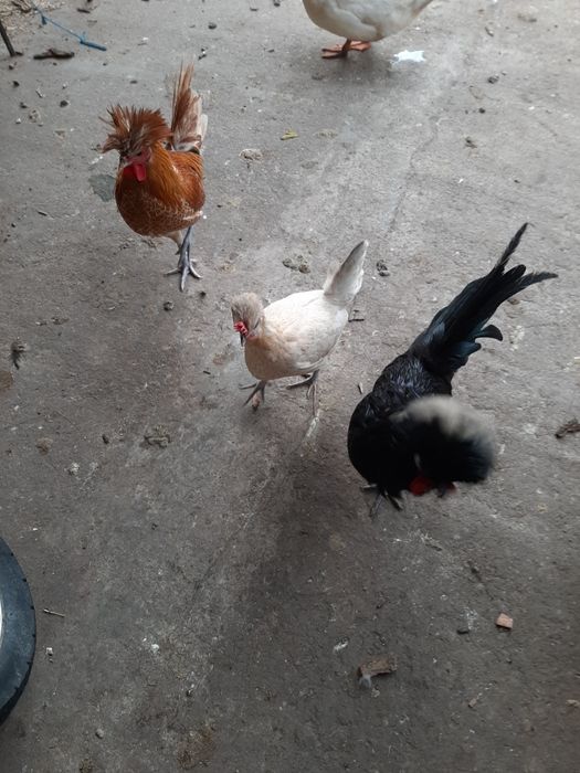 Rate,Cocoși ,Gaini pitice . Cocoși Motata Olandeza Iepuri