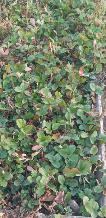 Продаю дачу в Сортировке