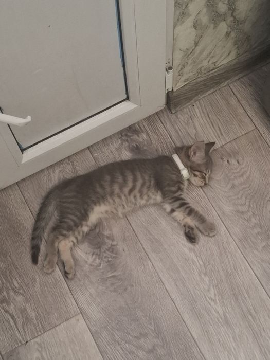 От дадим в хорошие руки