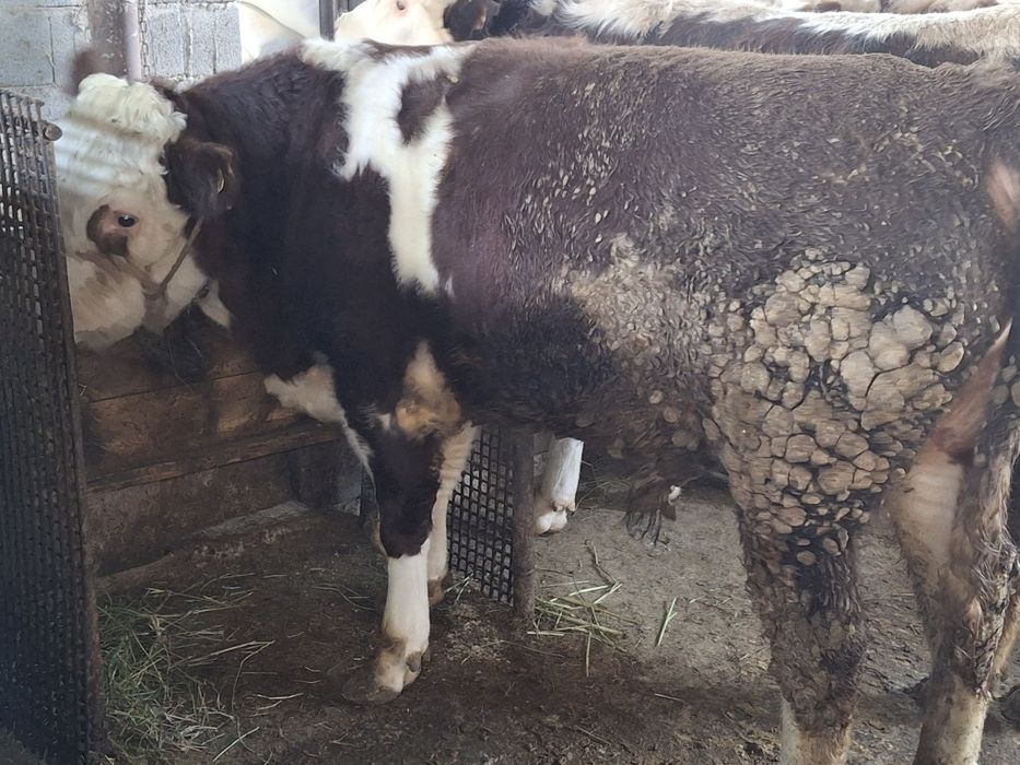 Продам быков ак бас