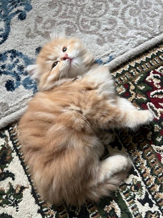 Котенок пародистая