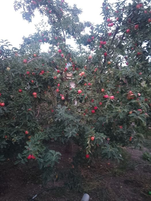 Продам яблоки домашние