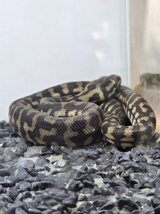 Ковровый питон Morelia spilota cheynei