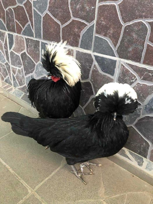 Vând Moțate Olandeze si Potarnichi de Stanca