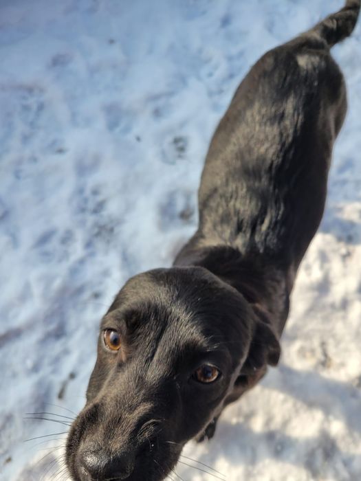 Donez cățeluși 4 luni