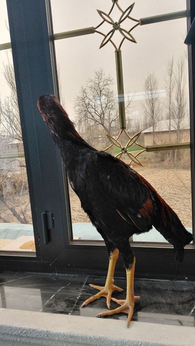 Kulangi xuroz sotiladi