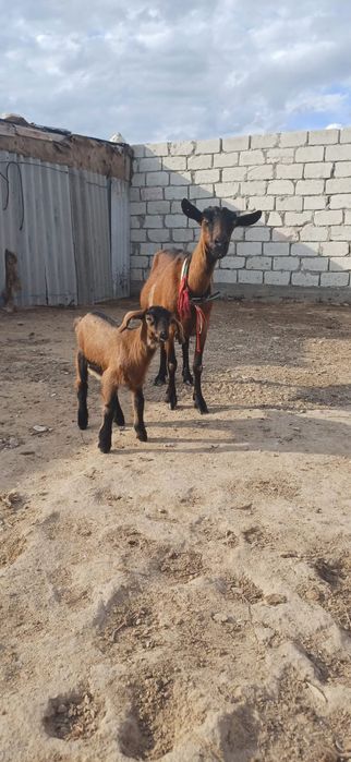 Лак сатылады чех теке лақ