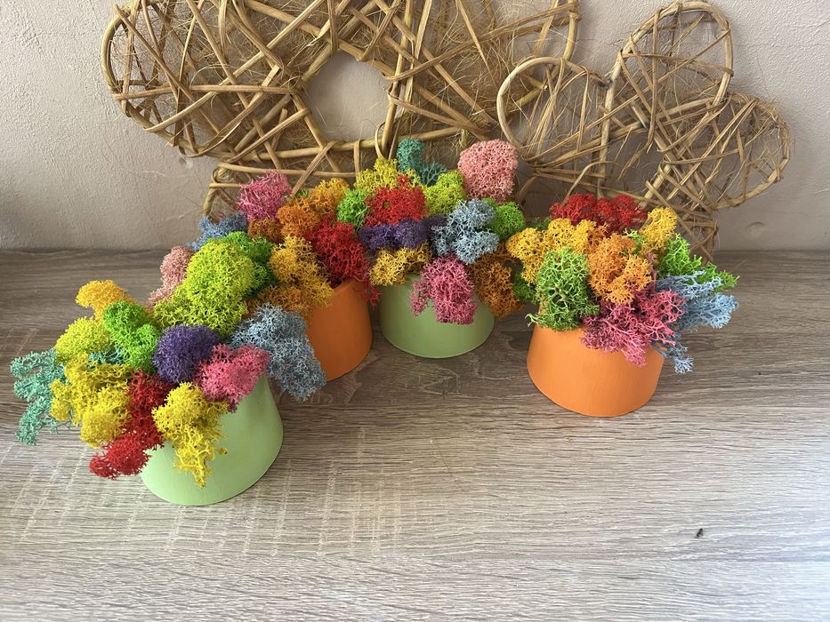 Кашпи със скандинавски мъх 8,50лв.