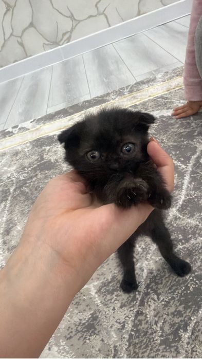 Кошка Домашная..