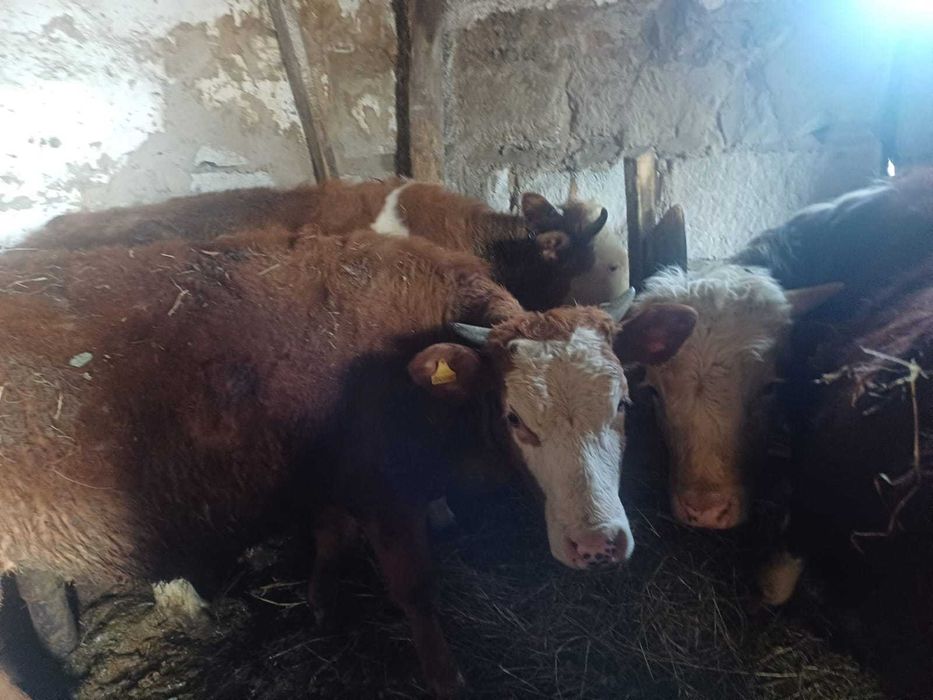 Қарамал сатылады