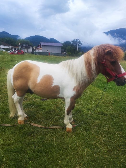De vânzare poneii