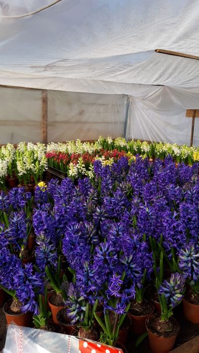 Zambile de vanzare bulbi19+