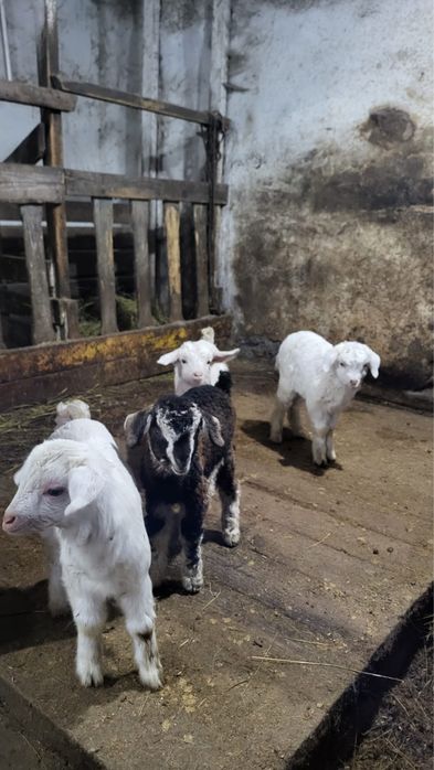 Продаю козлят 3 мальчика 1 девочка