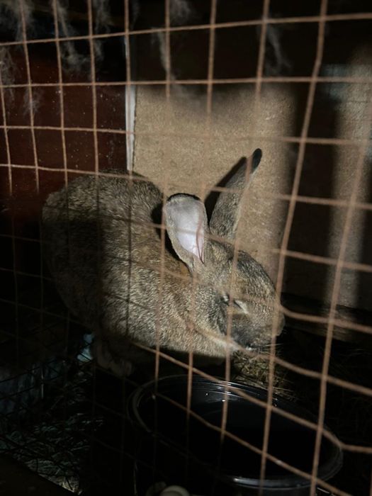 Продам кроликов