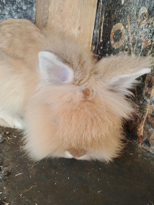 Mascul iepure pitic