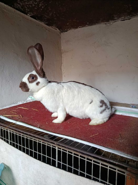 Iepuri femela fluture havana