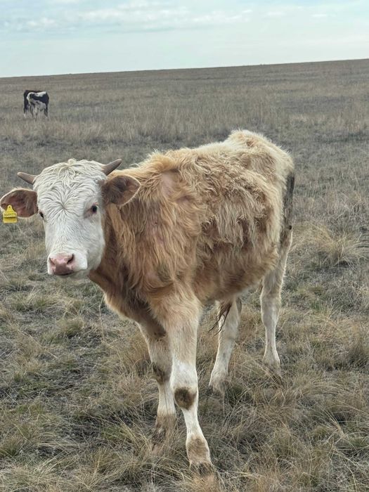 Продаются бычки пароды Симментал