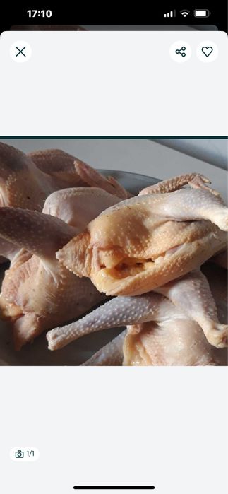 Куры домашние- тушки 2000 т за килограм