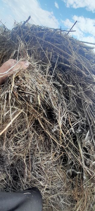 Продажа либо обмен Сено рулоны пресс пр 145