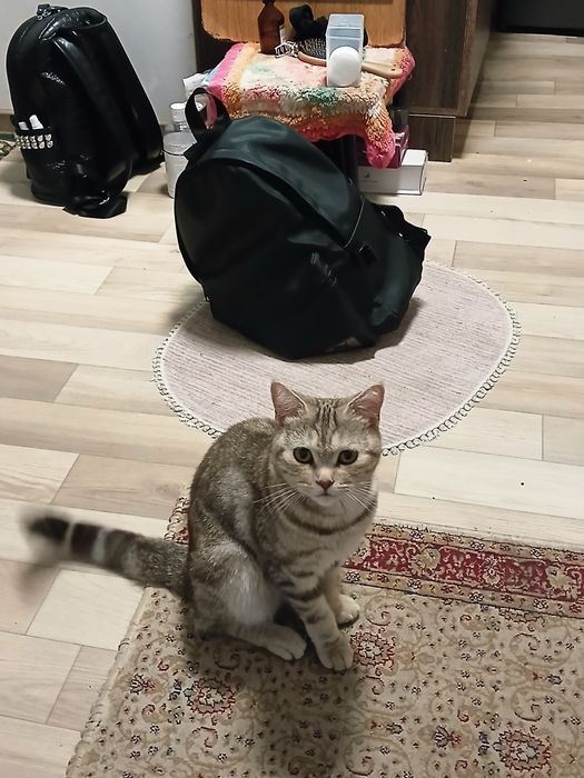 Отдам кошку в добрые руки