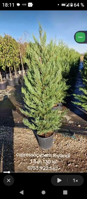 Cupressocyparis leylandi ( gard viu)