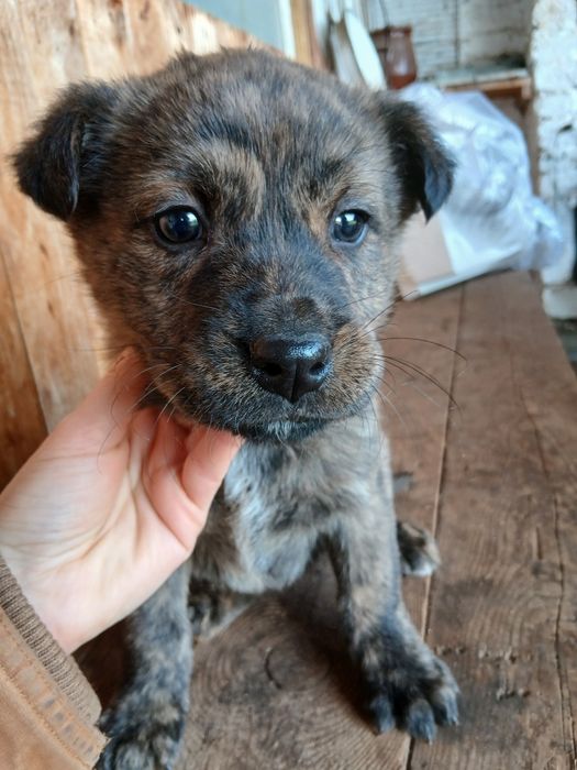 Подарявам малки сладки кученца