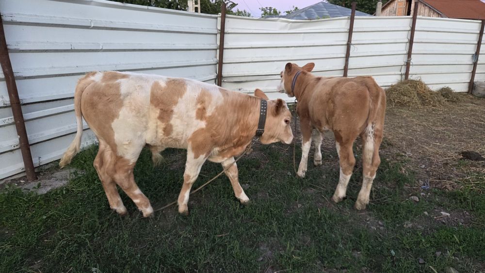 Vând 2 viței,  taur si vitea bălțată românească  de 4 luni. Preț negociabil