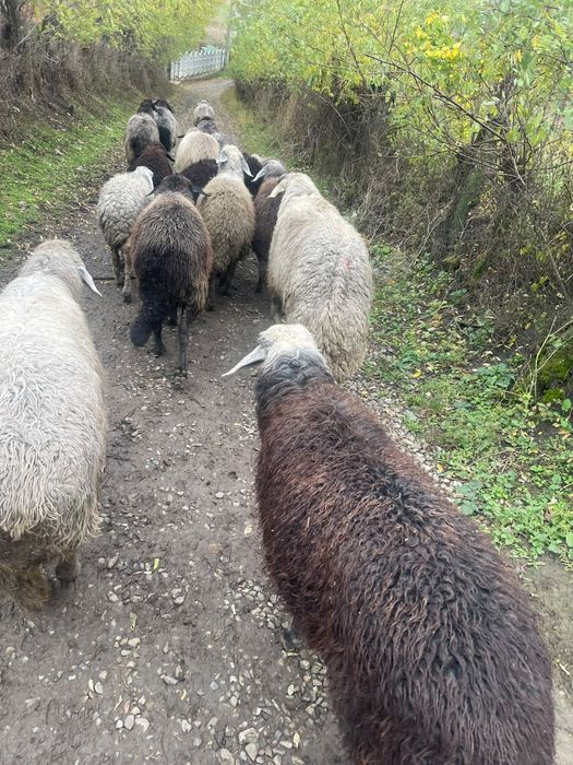 De vânzare 10 oi tinere de ținut