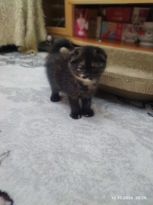 Продается шотландский котёнок девочка