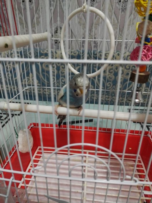 Продам волнисти папугай