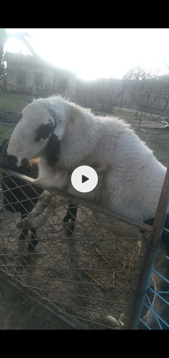 Qoy sotiladi parodasi arashan