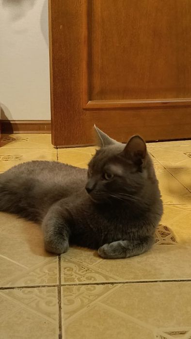 Отдам кота в хорошие руки