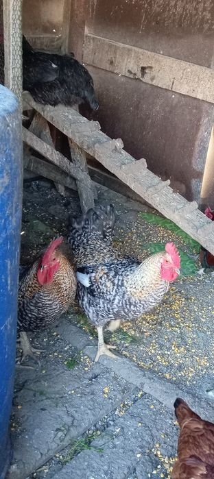 Продавам Петли 3броя