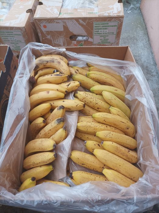 Mere de vânzare jud. Mureș