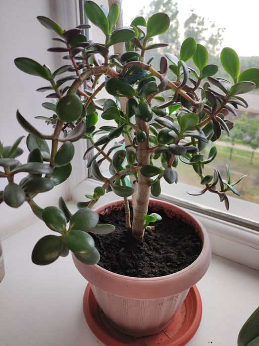 Денежное дерево/Толстянка/Крассула