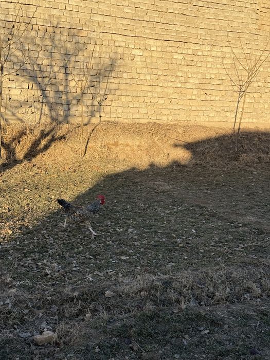 Хурозлар Сотилади Соглом